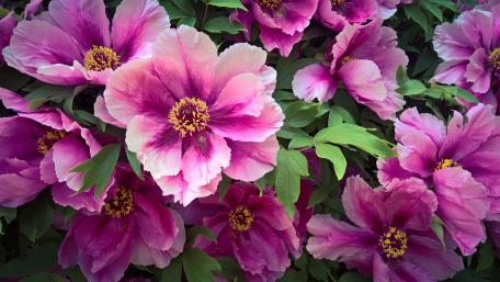 Pink Peony flowers wallpaper