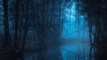 Swamp forest in the blue hour wallpaper