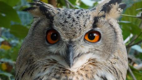 Majestic Owl with Striking Eyes Stunning 5k Wallpaper wallpaper