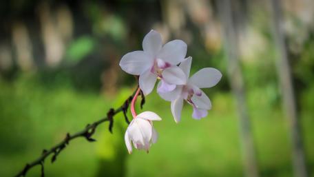 Ground Orchids from Sri Lanka wallpaper