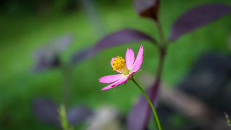 Eight petals - Pink wallpaper