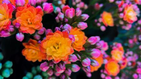 Colorful flowers wallpaper