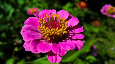 Vibrant Pink Flower in Close-Up Detail wallpaper