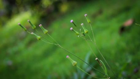 Wildflower blossoms from Sri Lanka wallpaper
