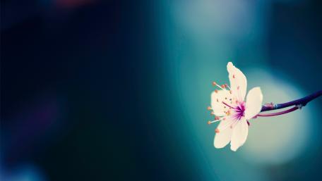 Sakura wallpaper