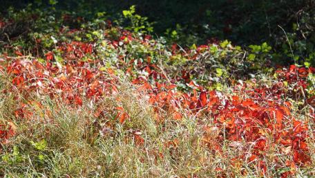 Vibrant Autumn Foliage with Lush Greenery wallpaper