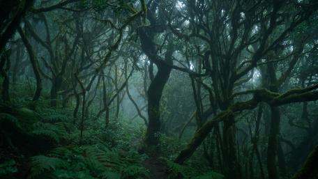 Thick forest wallpaper
