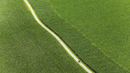 Vibrant Green Fields Under A Clear Sky wallpaper