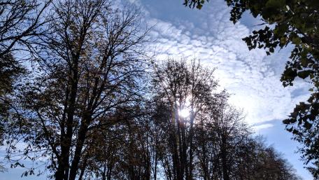Tranquil Forest Under a Cloudy Sky wallpaper