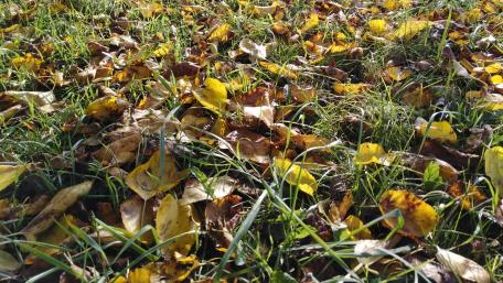 Autumn Leaves on the Ground wallpaper