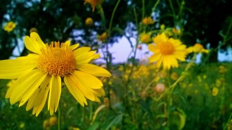Bright Yellow Blossoms in Nature's Embrace wallpaper