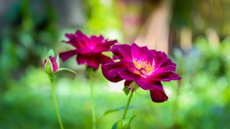 Purple Roses from Sri Lanka wallpaper