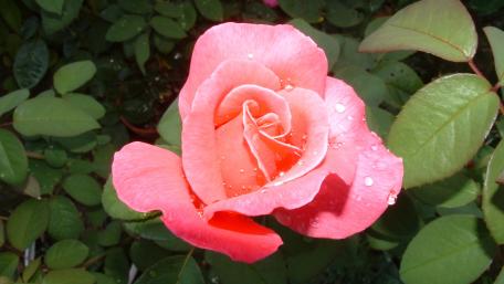 Blossoming Pink Rose in Dewy Morning Light wallpaper