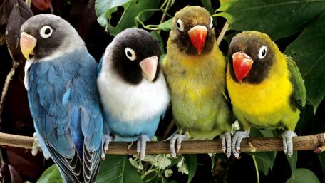 Lovebirds wallpaper