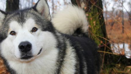 Malamute wallpaper