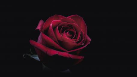 Red rose in the darkness wallpaper