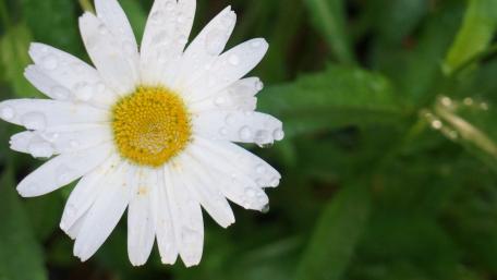 Delicate Oxeye Daisy with Dew Drops wallpaper