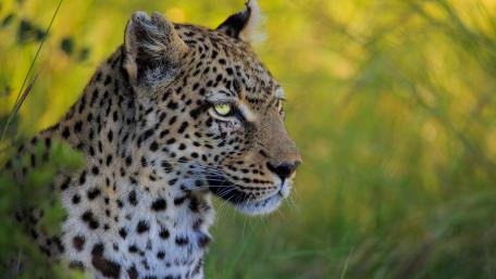 African leopard wallpaper