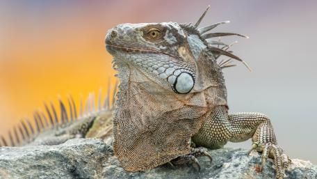 Green iguana wallpaper