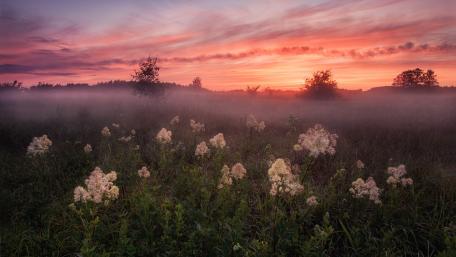 Misty Sunrise Over a Wildflower Field wallpaper