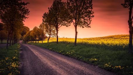 Tree lane along the canola field wallpaper