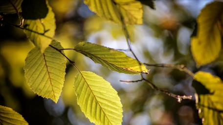 Autumn wallpaper