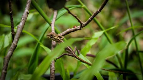 Lizard in grass wallpaper