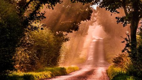 Serene Roadway Through Sunlit Trees wallpaper