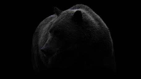 Brown Bear in shadow wallpaper
