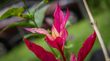 Ornamental plants in Sri Lankan wallpaper