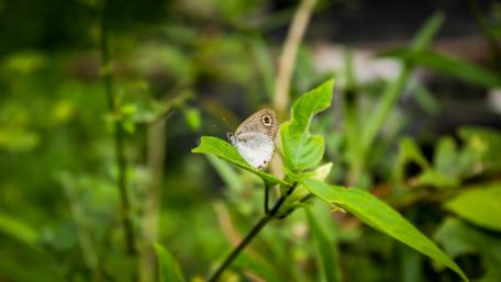 Butterfly Sri Lanka wallpaper