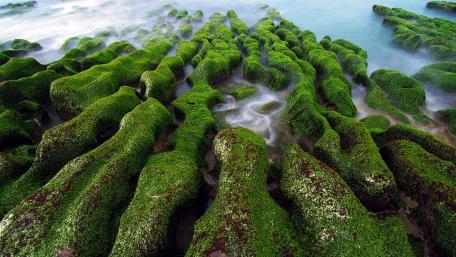 Laomei Green Reef wallpaper