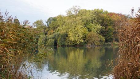 Witringen in autumn wallpaper