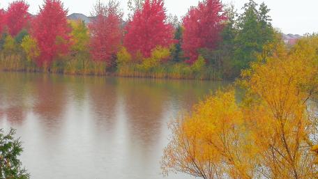 Late fall in the rain wallpaper