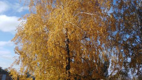 Golden Autumn Foliage Shining Brightly in the Sky wallpaper