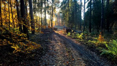 Dirt road in the forest wallpaper