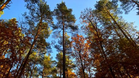 Golden Polish autumn wallpaper