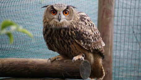 Majestic Owl Perched on a Log in Stunning Detail wallpaper