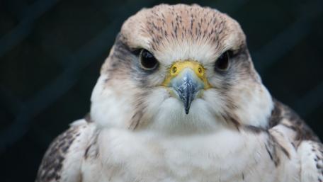 Fierce Gaze of a Majestic Bird of Prey wallpaper