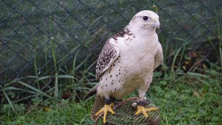 Majestic Bird of Prey Wallpaper wallpaper
