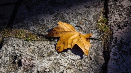 Fallen leaf wallpaper