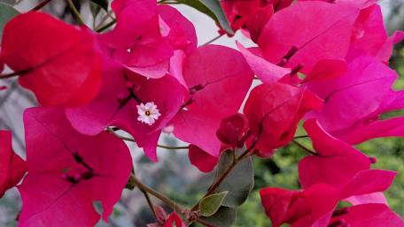 Bougainvillea wallpaper