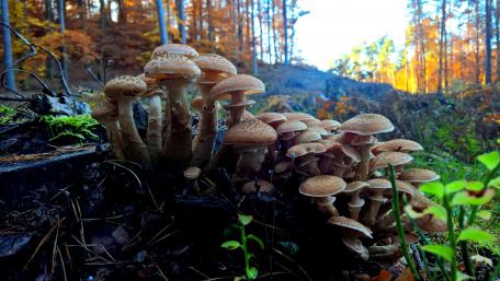 Mushrooms in Autumn Forest Light wallpaper