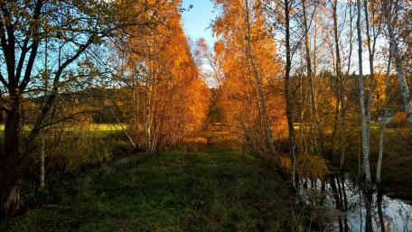 Golden Autumn Pathway Through Vibrant Birch Trees wallpaper