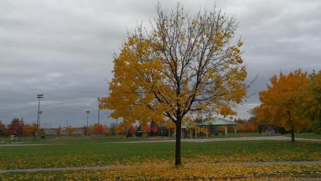 Park in the fall wallpaper