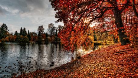 Reddish autumn wallpaper