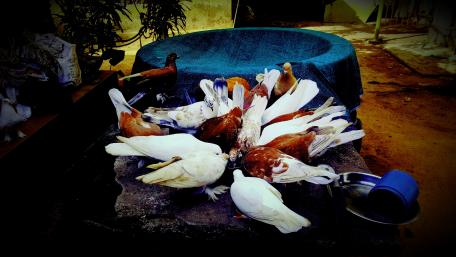 Feeding Time for Doves in Vibrant Colors wallpaper