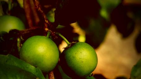 Fresh Green Fruit Growing on a Tree wallpaper