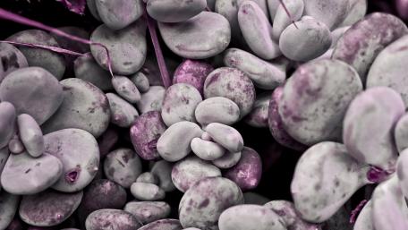 Purple colur abstract wallpaper 4K wallpaper