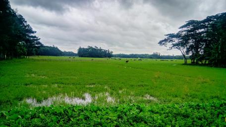 Pasture wallpaper
